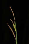 Upright sedge